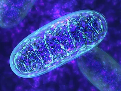 Colorful illustration of mitochondria structure