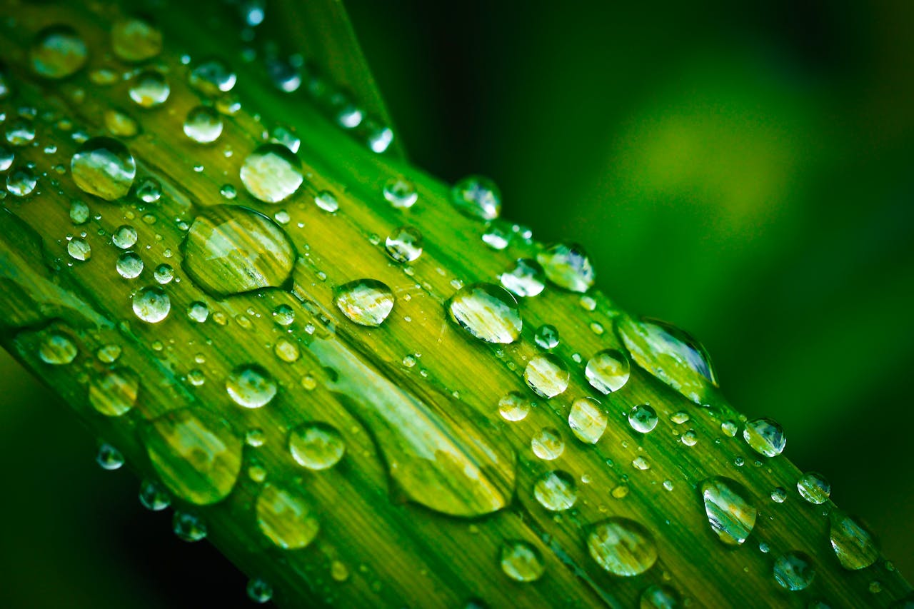 Close-up macro image of fresh dew drops on a vibrant green leaf, capturing nature's elegance.