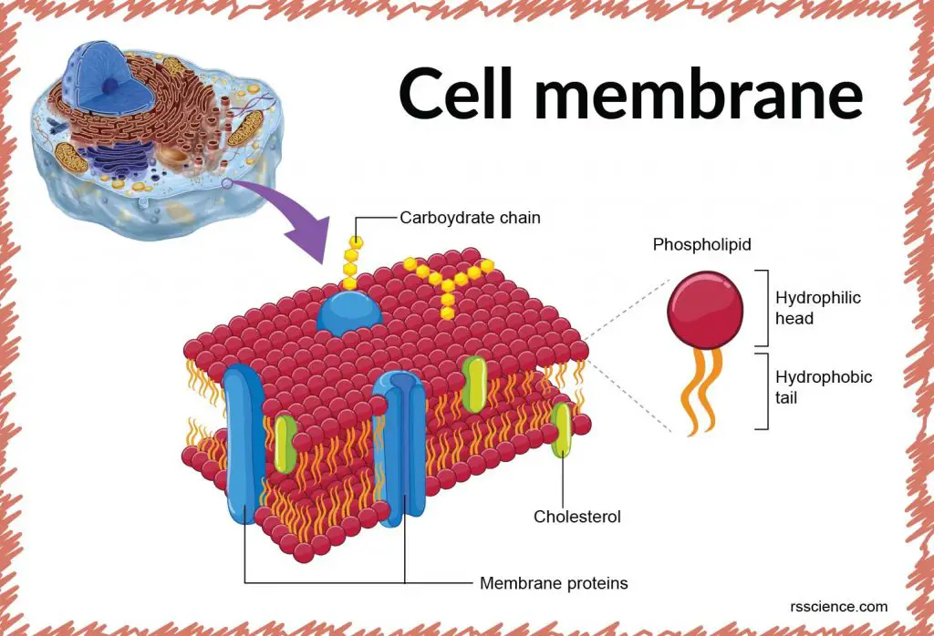Cell Membrane health